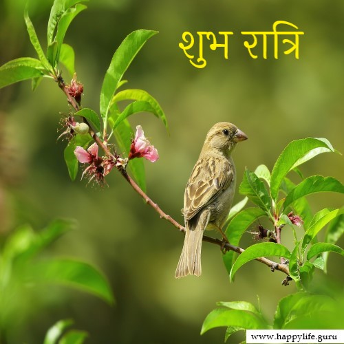 shubh-ratri-quotes-and-status