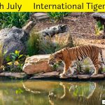 internation-tiger-day-in-english