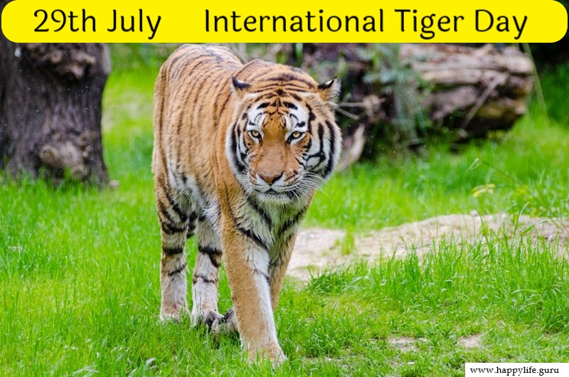 international-tiger-day-pic